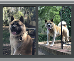 Small breeder photo