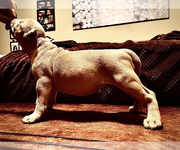 Medium Photo #13  Breeder Profile in FORT MITCHELL, AL, USA