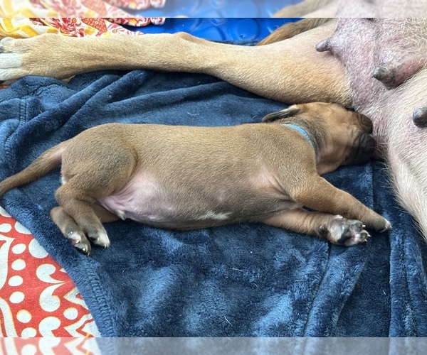 Medium Photo #3  Breeder Profile in DAYTONA BEACH, FL, USA