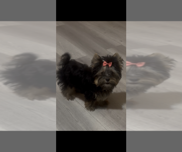 Medium Photo #15  Breeder Profile in DENHAM SPRINGS, LA, USA