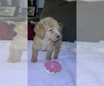 Small #8 Breeder Profile image