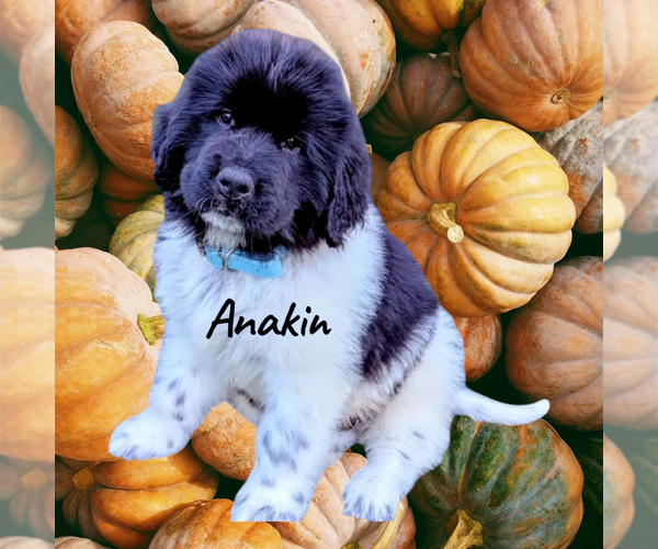 Medium Photo #2  Breeder Profile in LAS VEGAS, NV, USA