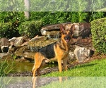 Small Photo #6  Breeder Profile in CLERMONT, FL, USA