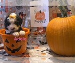 Small #4 Breeder Profile image