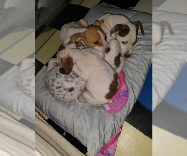Medium Photo #1  Breeder Profile in RIDGEVILLE, SC, USA