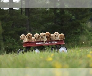 Golden Retriever Dog Breeder near MEMPHIS, MO, USA