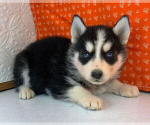 Siberian Husky Dog Breeder near MOUNT AYR, IA, USA