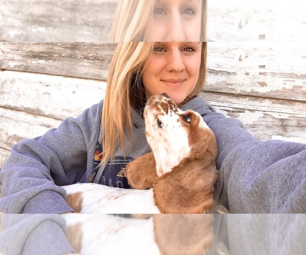 Medium Photo #1  Breeder Profile in BRIGHTON, MO, USA