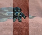 Small #280 Breeder Profile image