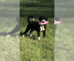 Small breeder photo
