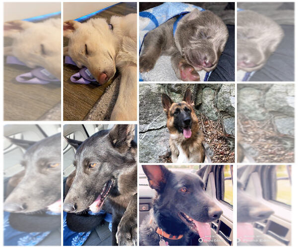 Medium Photo #1  Breeder Profile in CONCORD, NC, USA