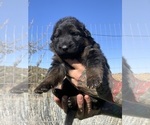 Small #71 Breeder Profile image