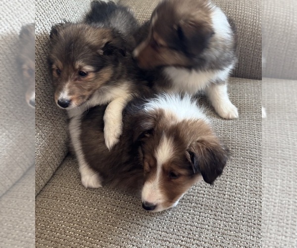Medium Photo #4  Breeder Profile in MC CORDSVILLE, IN, USA