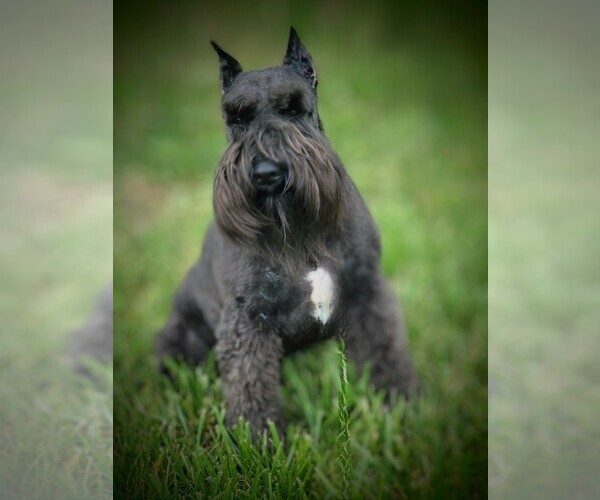 Medium Photo #5  Breeder Profile in ATHENS, AL, USA