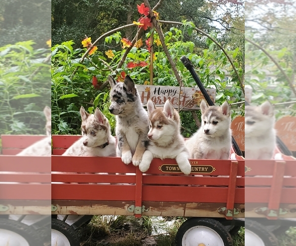 Medium Photo #1  Breeder Profile in GLOUCESTER, VA, USA