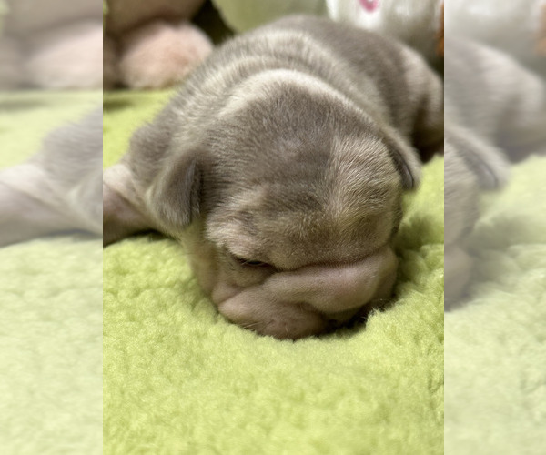 Medium Photo #1  Breeder Profile in JUNCTION CITY, OR, USA