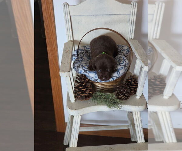 Medium Photo #10  Breeder Profile in FLORA, IL, USA