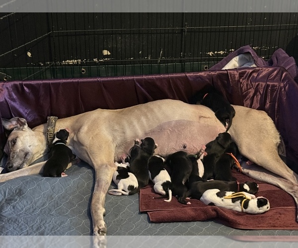 Medium Photo #1  Breeder Profile in MESA, AZ, USA