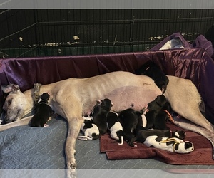 Greyhound Dog Breeder near MESA, AZ, USA
