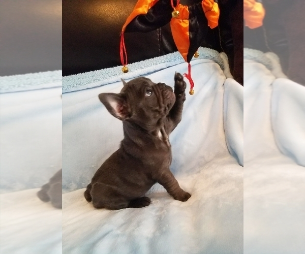 Medium Photo #1  Breeder Profile in BOSTON, KY, USA