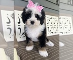 Small Photo #9  Breeder Profile in RICHMOND, IL, USA