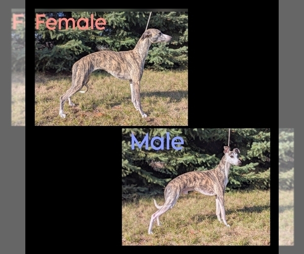 Medium Photo #1  Breeder Profile in RATHDRUM, ID, USA