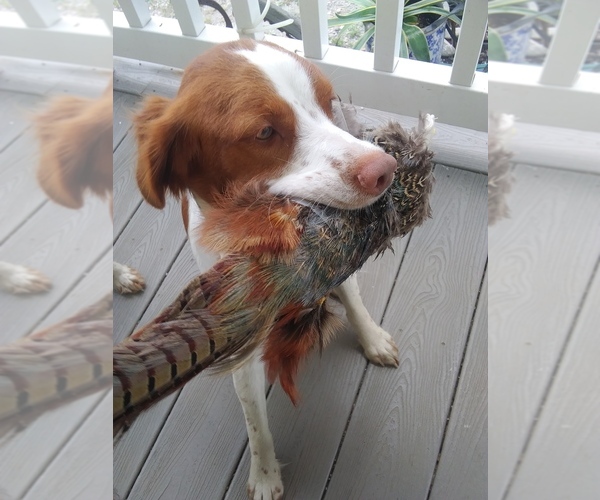 Medium Photo #1  Breeder Profile in COLUMBIA CITY, IN, USA