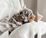 Small #9 Breeder Profile image