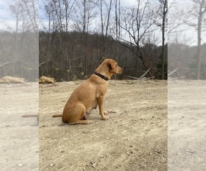 Labrador Retriever Dog Breeder near COON VALLEY, WI, USA