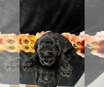 Small #8 Breeder Profile image