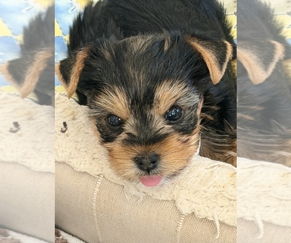 Medium Photo #1  Breeder Profile in ROCKLIN, CA, USA
