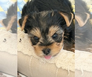 Yorkshire Terrier Dog Breeder near ROCKLIN, CA, USA