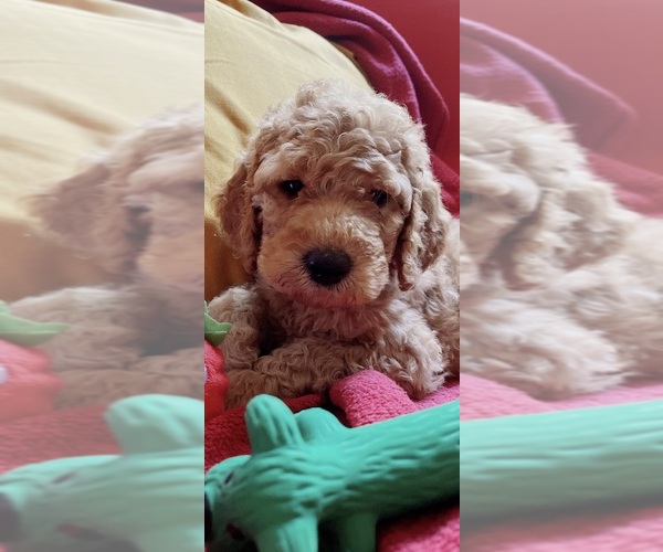 Medium Photo #1  Breeder Profile in MIDLOTHIAN, TX, USA