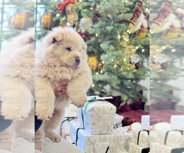Medium Photo #14  Breeder Profile in SAINT GEORGE, UT, USA