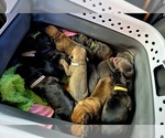 Small #19 Breeder Profile image