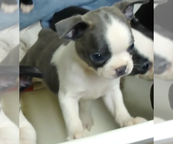 Medium Photo #2  Breeder Profile in BEND, OR, USA
