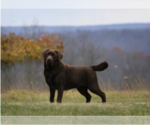 Small #5 Breeder Profile image