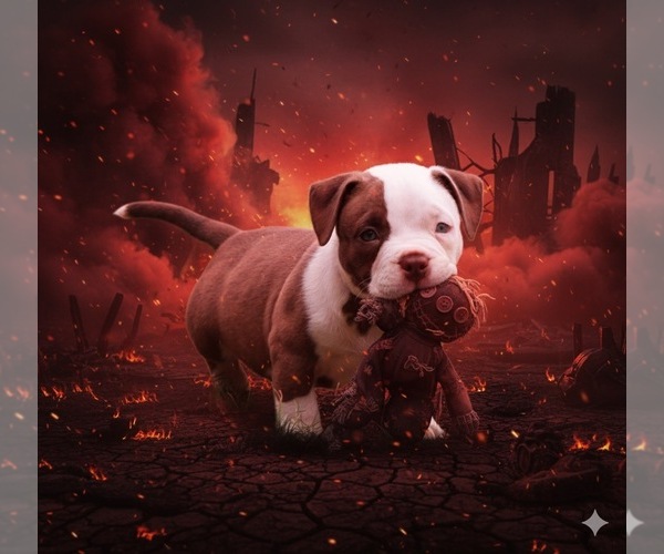 Medium Photo #11  Breeder Profile in ABILENE, TX, USA