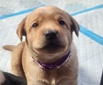 Small #14 Breeder Profile image
