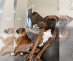 Small breeder photo