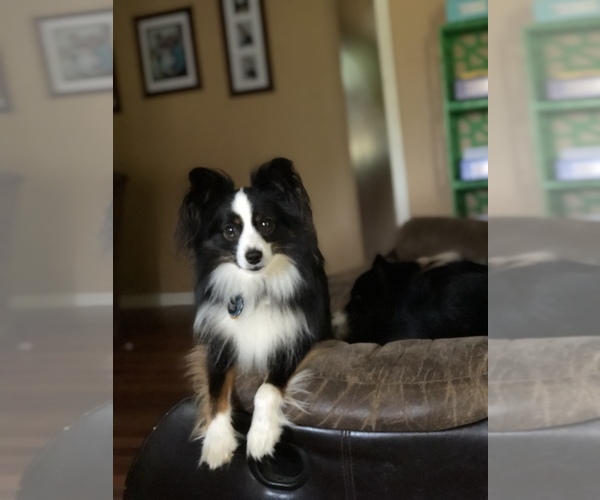 Medium Photo #1  Breeder Profile in HOULKA, MS, USA
