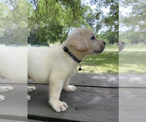 Medium Photo #5  Breeder Profile in LOVELADY, TX, USA