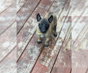 Belgian Malinois Dog Breeder in PLANT CITY, Florida USA