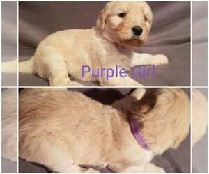 Main photo of Goldendoodle Dog Breeder near SAINT FRANCIS, MN, USA