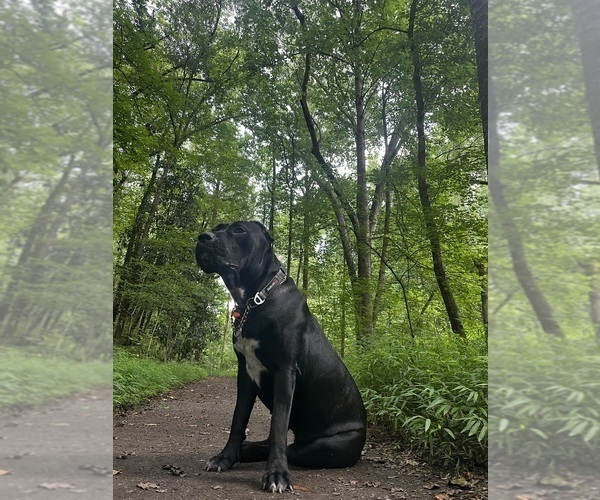 Medium Photo #1  Breeder Profile in ATLANTA, GA, USA