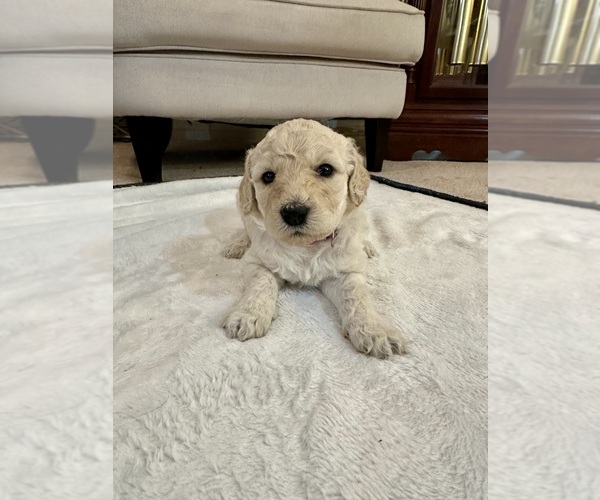 Medium Photo #6  Breeder Profile in MILLRY, AL, USA