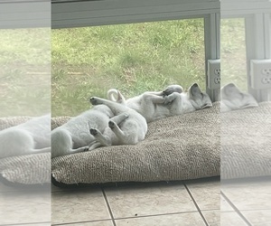 German Shepherd Dog Dog Breeder near SPOTSYLVANIA, VA, USA