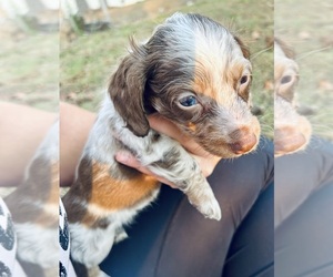 Dachshund Dog Breeder near LAWRENCEBURG, TN, USA