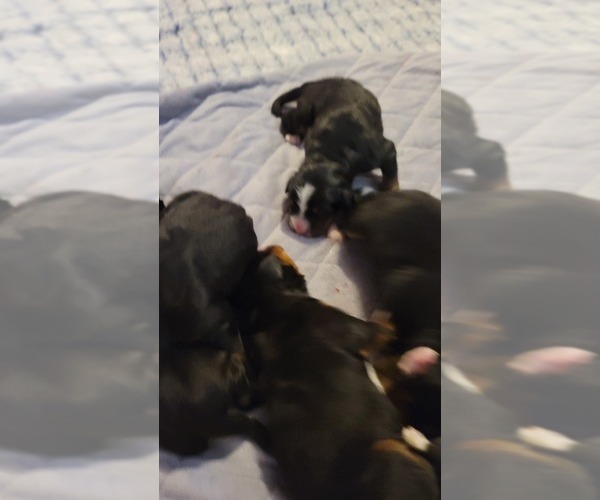 Medium Photo #3  Breeder Profile in ROCKFORD, IL, USA