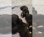 Small #2 Breeder Profile image